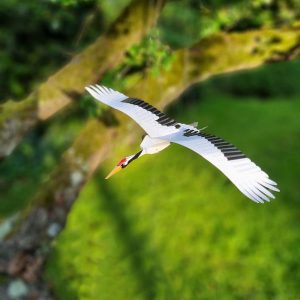 Kraanvogel