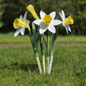 Wild daffodils