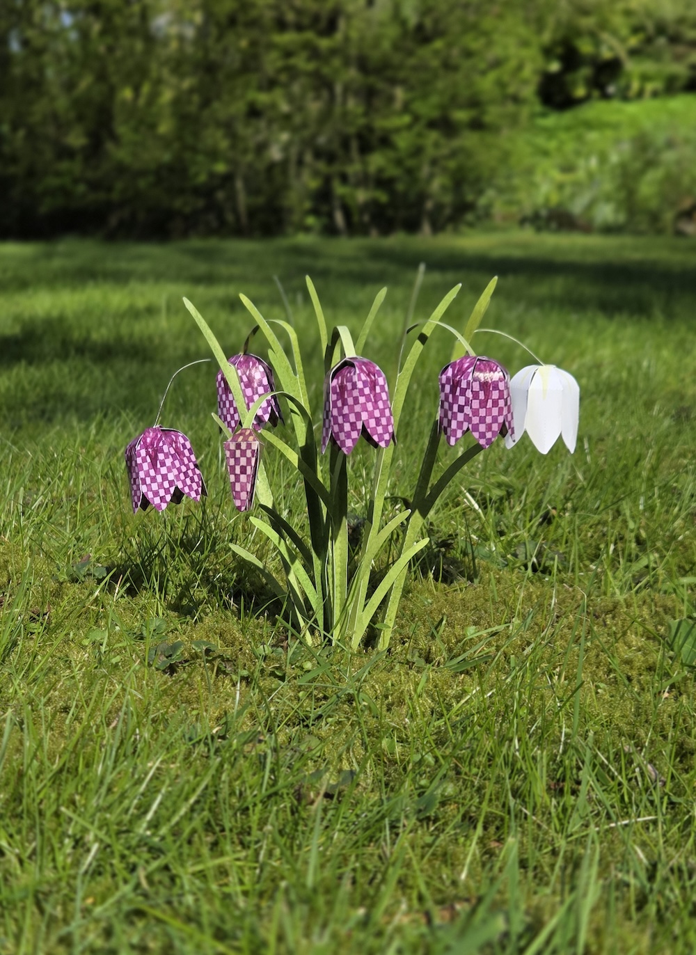 Kievitsbloemen - Afbeelding 5