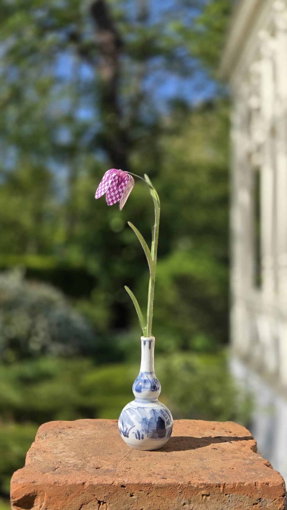Kievitsbloemen - Afbeelding 4